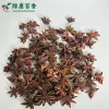 绿康香料：散装三重认证春花八角 - 广西特产 - 图片 5