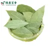干香叶种植基地-源头工厂供应高品质香叶 - 绿康香料 - 图片 3