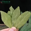 干香叶种植基地-源头工厂供应高品质香叶 - 绿康香料 - 图片 2