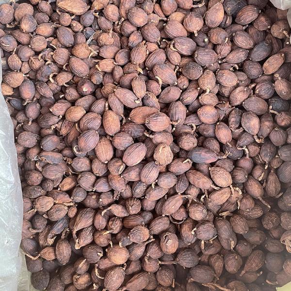 散装草果 - 卤菜炖肉增香去腥 - 防城港绿康